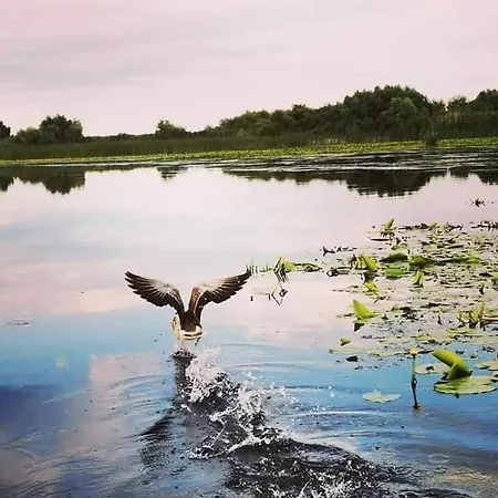 Casa Lotus Rum i privatbostad Sfântu Gheorghe