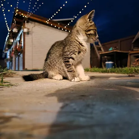 Casa Lotus 스픈투 게오르게