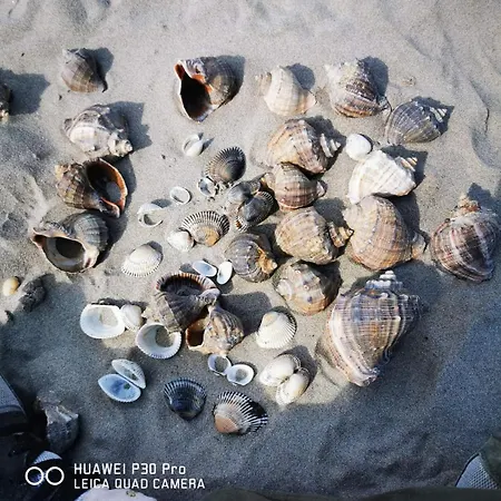 Casa Lotus Rum i privatbostad Sfântu Gheorghe