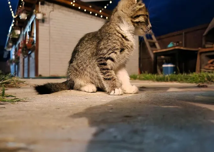 Casa Lotus 스픈투 게오르게