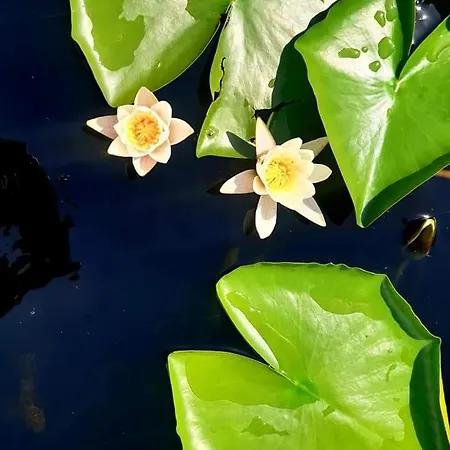 ホームステイ Casa Lotus